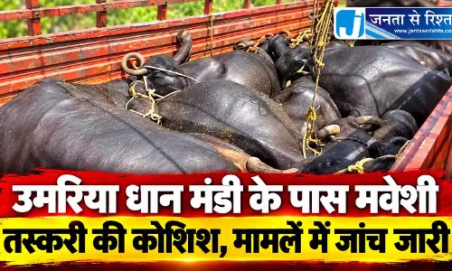 उमरिया धान मंडी के पास मवेशी तस्करी की कोशिश, मामलें में जांच जारी उमरिया धान मंडी के पास मवेशी तस्करी की कोशिश, मामलें में जांच जारी