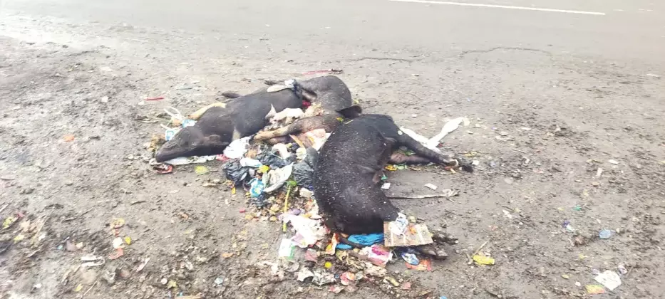 दीमापुर क्लब के पास फेंके गए मरे हुए सूअर, DMC ने कार्रवाई का वादा किया