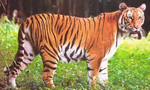 नेचर वॉक से वन्यजीव बचाओ का संदेश दे रहा कवल टाइगर रिजर्व
