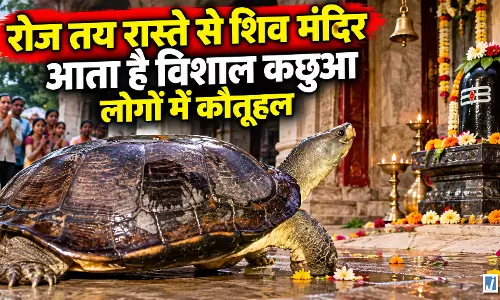 शाम ढलते ही मंदिर पहुंचता है विशाल कछुआ, प्रसाद लेकर लौट जाता है जंगल शाम ढलते ही मंदिर पहुंचता है विशाल कछुआ, प्रसाद लेकर लौट जाता है जंगल