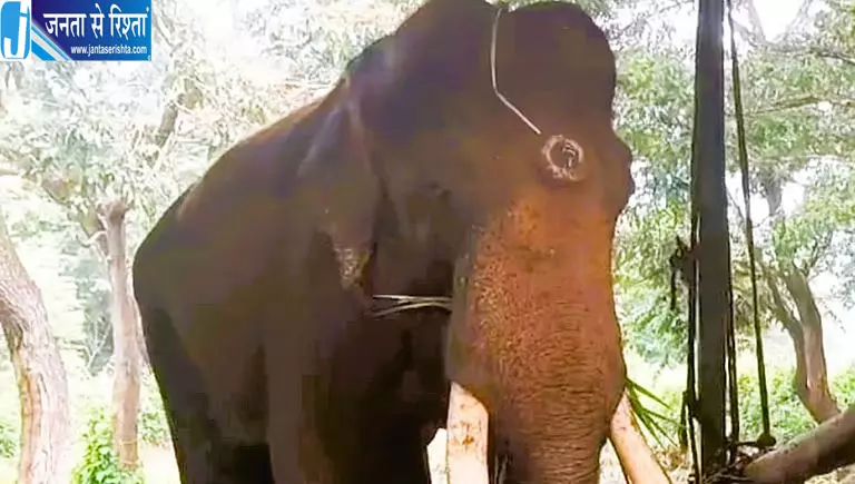 सक्रेबैलु एलिफेंट कैंप में 32 वर्षीय हाथी शौर्य की मौत, बीमारी के बाद चल रहा था इलाज सक्रेबैलु एलिफेंट कैंप में 32 वर्षीय हाथी शौर्य की मौत, बीमारी के बाद चल रहा था इलाज