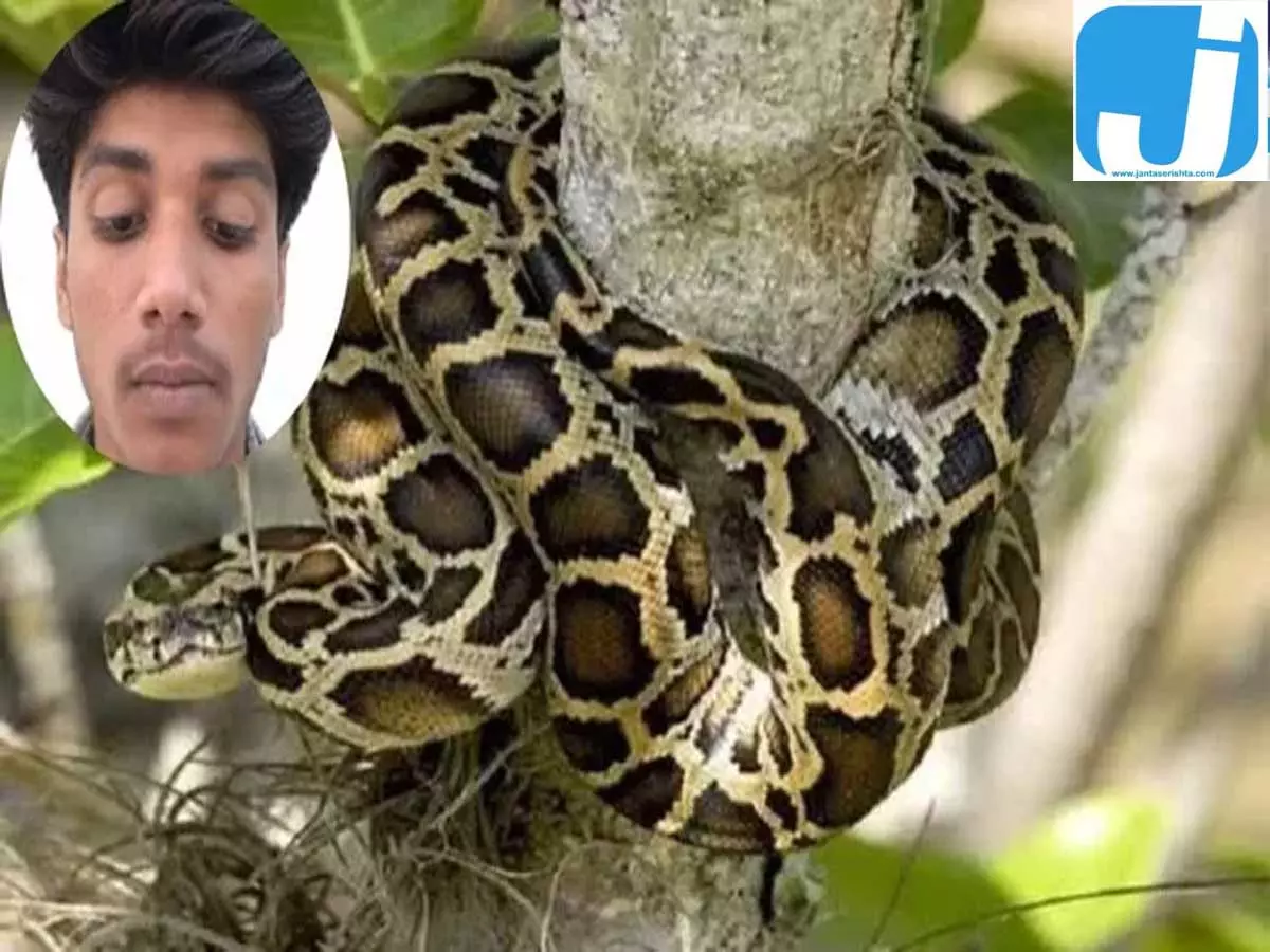 कसती गई अजगर की पकड़, मदद के लिए चीखता रहा 16 वर्षीय किशोर कसती गई अजगर की पकड़, मदद के लिए चीखता रहा 16 वर्षीय किशोर