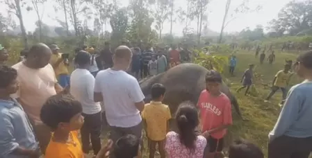खेत में मृत पाई गई हथिनी, दोनों दांत काट ले गए तस्कर खेत में मृत पाई गई हथिनी, दोनों दांत काट ले गए तस्कर