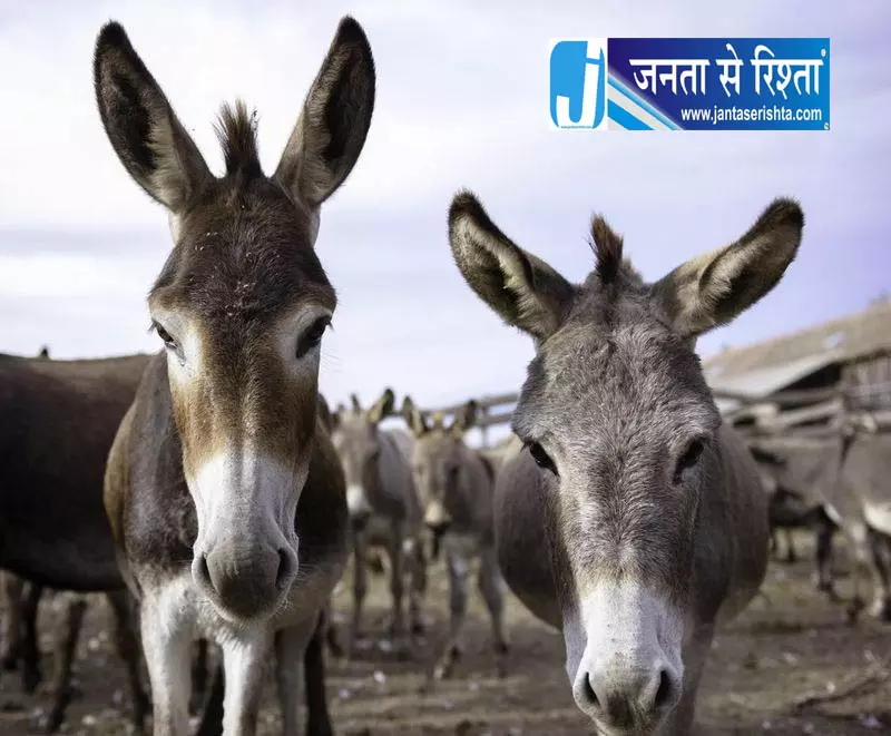 गधे की पीटकर हत्या से हंगामा गधे की पीटकर हत्या से हंगामा