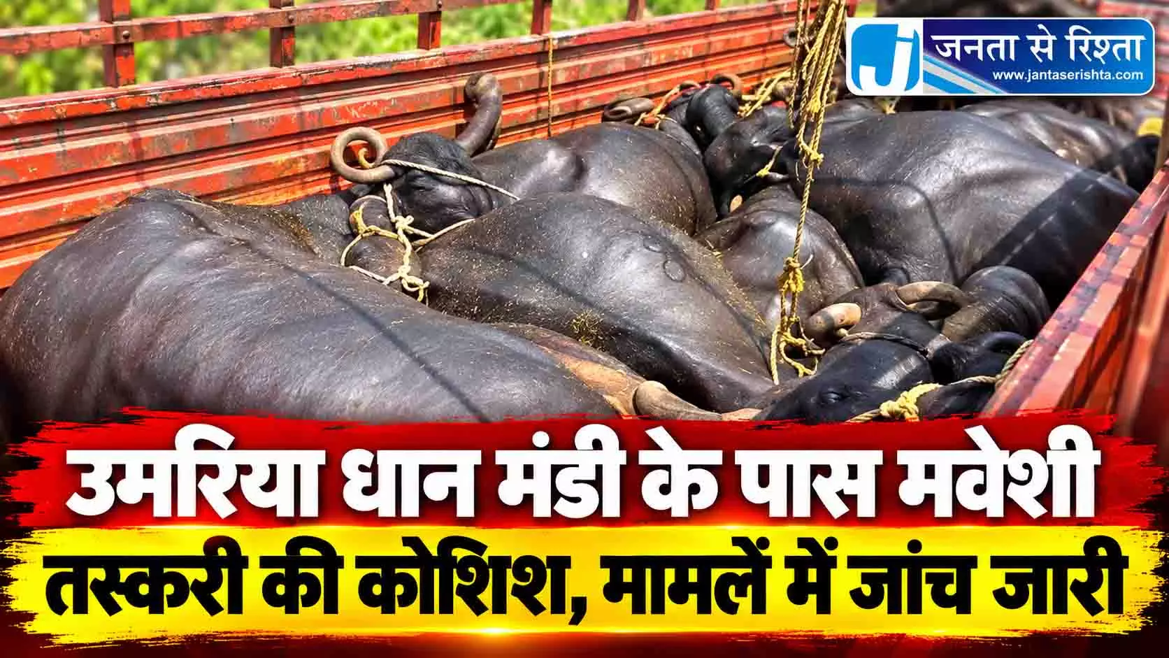 उमरिया धान मंडी के पास मवेशी तस्करी की कोशिश, मामलें में जांच जारी उमरिया धान मंडी के पास मवेशी तस्करी की कोशिश, मामलें में जांच जारी