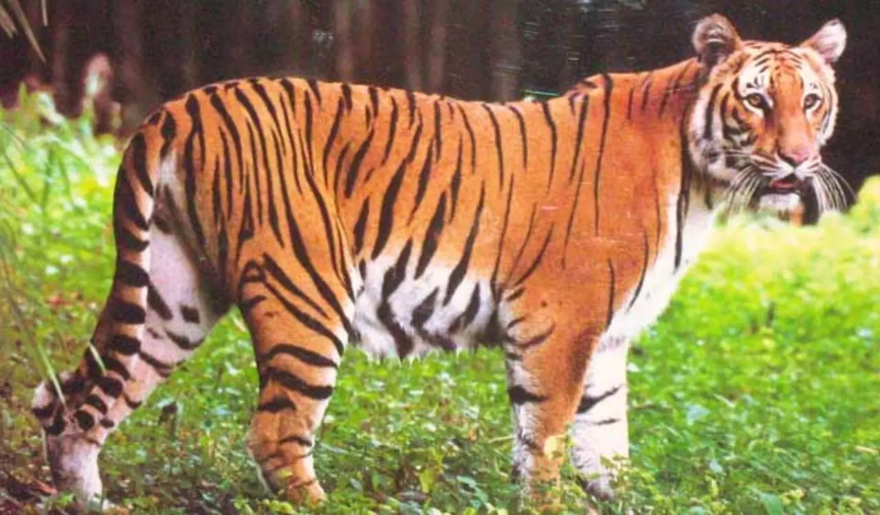 नेचर वॉक से वन्यजीव बचाओ का संदेश दे रहा कवल टाइगर रिजर्व नेचर वॉक से वन्यजीव बचाओ का संदेश दे रहा कवल टाइगर रिजर्व
