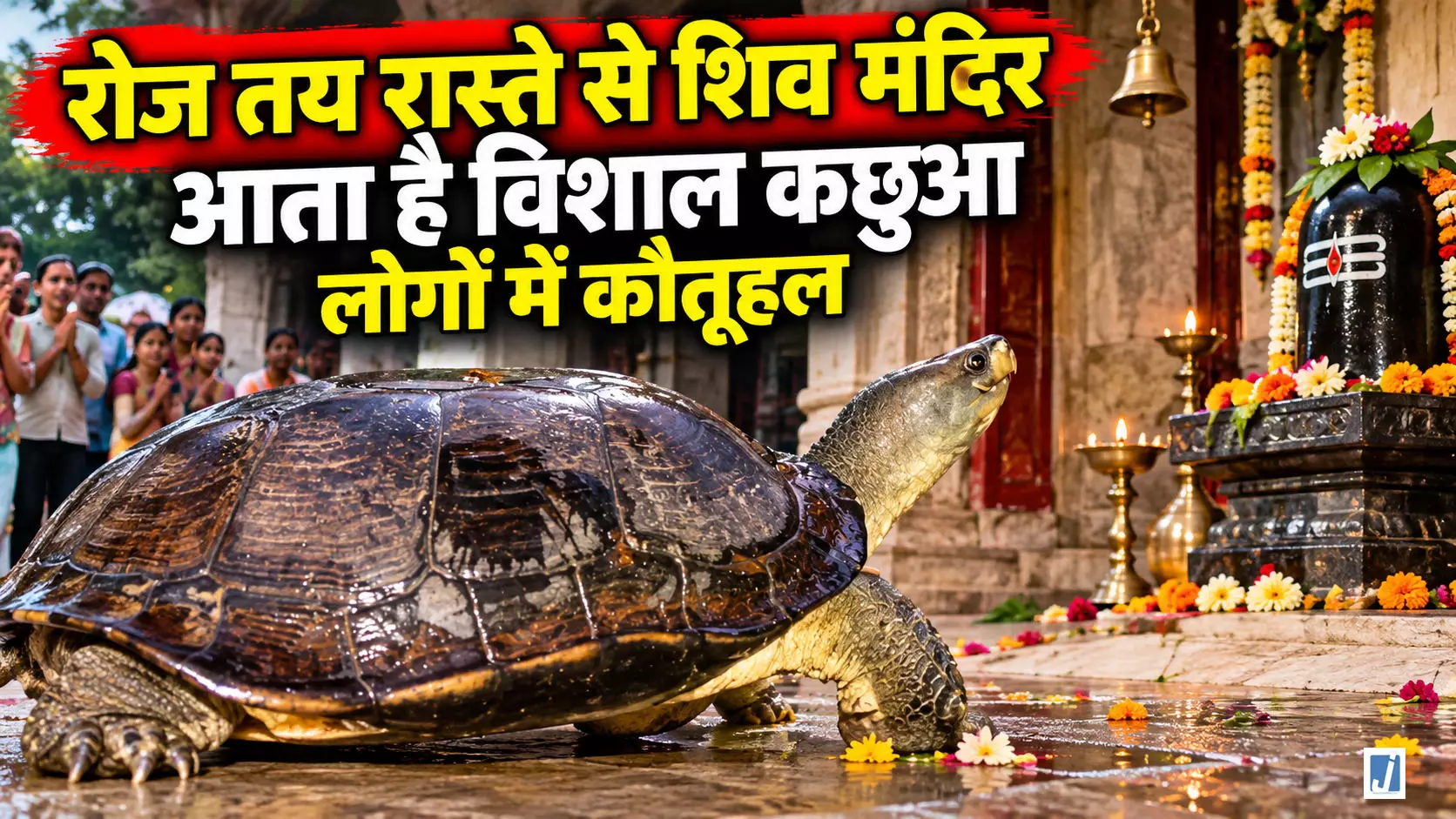 शाम ढलते ही मंदिर पहुंचता है विशाल कछुआ, प्रसाद लेकर लौट जाता है जंगल शाम ढलते ही मंदिर पहुंचता है विशाल कछुआ, प्रसाद लेकर लौट जाता है जंगल