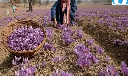 लेह की धरती पर उगेगा दुनिया का महंगा मसाला? केसर ने जगाई नई उम्मीद
