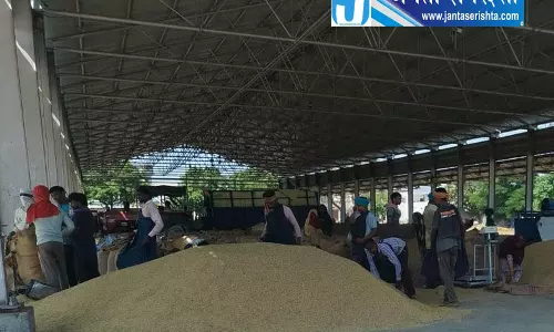 करनाल में धान की आवक एक तिहाई घटी