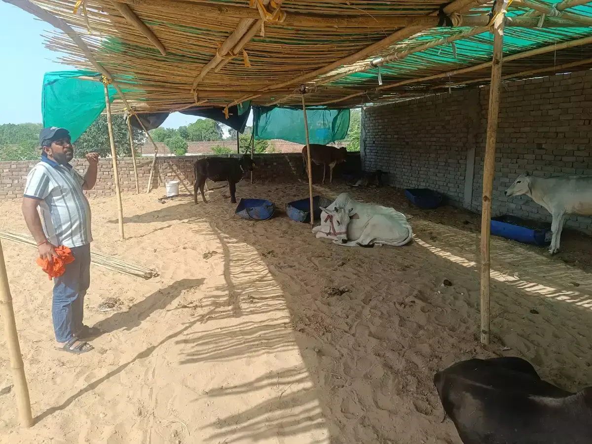 23 गौवंश लंपी से संक्रमित, सात की मौत, हिसार का अस्थायी सेंटर मदद की राह में 23 गौवंश लंपी से संक्रमित, सात की मौत, हिसार का अस्थायी सेंटर मदद की राह में