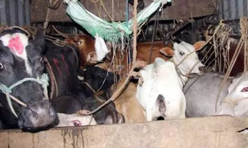 पिंगला में तस्करी की जा रही पांच गायें बरामद, दो पकड़े गए