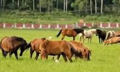 काकचिंग में आठ टट्टुओं की मौत के बाद सुर्रा बीमारी की पुष्टि हुई काकचिंग में आठ टट्टुओं की मौत के बाद सुर्रा बीमारी की पुष्टि हुई