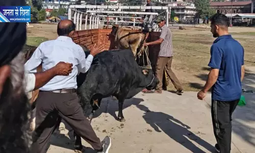 नाहन में 7 बेसहारा पशुओं का रेस्क्यू, तीन निकले पालतू नाहन में 7 बेसहारा पशुओं का रेस्क्यू, तीन निकले पालतू