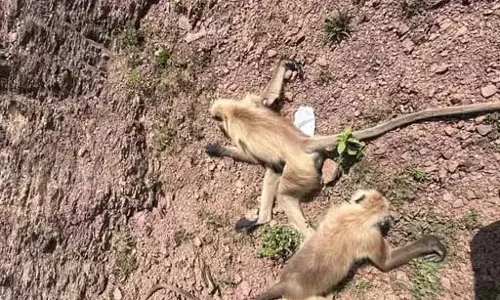 बेमेतरा में 22 से ज्यादा बंदरों की गोली मारकर हत्या का आरोप, ग्रामीणों में आक्रोश बेमेतरा में 22 से ज्यादा बंदरों की गोली मारकर हत्या का आरोप, ग्रामीणों में आक्रोश