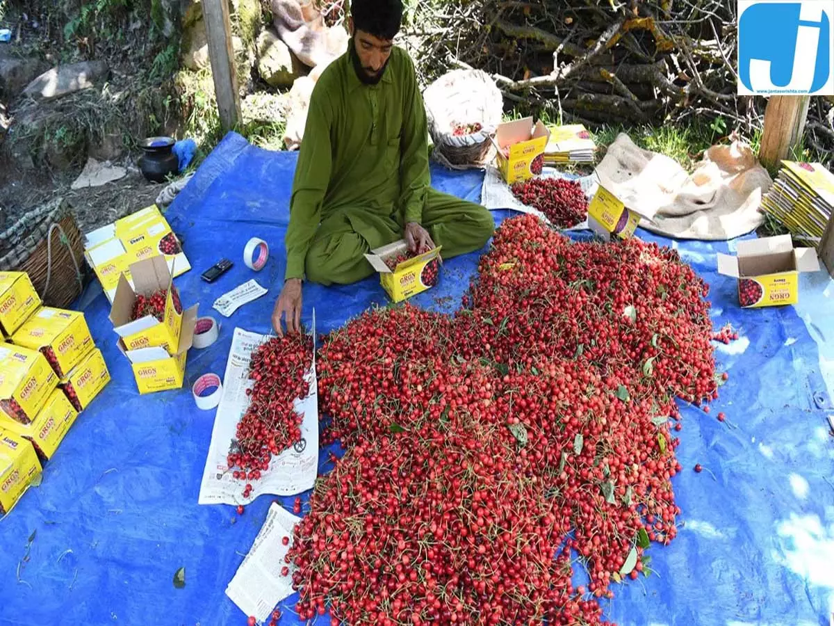 कश्मीर की चेरी का विदेशों में जलवा, 126 करोड़ की योजना से बढ़ेगा उत्पादन कश्मीर की चेरी का विदेशों में जलवा, 126 करोड़ की योजना से बढ़ेगा उत्पादन