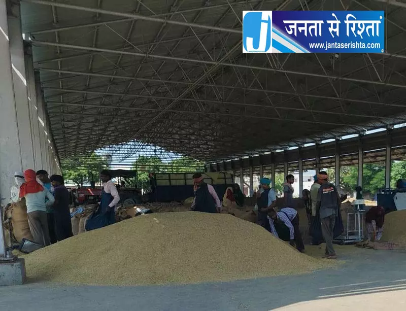 करनाल में धान की आवक एक तिहाई घटी करनाल में धान की आवक एक तिहाई घटी