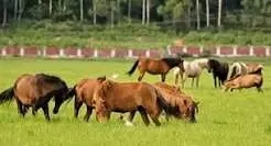 काकचिंग में आठ टट्टुओं की मौत के बाद सुर्रा बीमारी की पुष्टि हुई काकचिंग में आठ टट्टुओं की मौत के बाद सुर्रा बीमारी की पुष्टि हुई