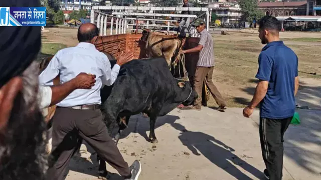 नाहन में 7 बेसहारा पशुओं का रेस्क्यू, तीन निकले पालतू नाहन में 7 बेसहारा पशुओं का रेस्क्यू, तीन निकले पालतू