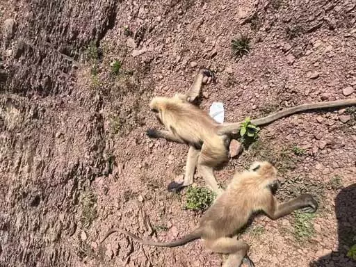 बेमेतरा में 22 से ज्यादा बंदरों की गोली मारकर हत्या का आरोप, ग्रामीणों में आक्रोश बेमेतरा में 22 से ज्यादा बंदरों की गोली मारकर हत्या का आरोप, ग्रामीणों में आक्रोश