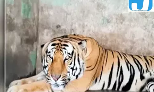 5 मौतों के बाद बाघिन ‘मिठ्ठी’ की आजादी खत्म, चिड़ियाघर बना नया ठिकाना 5 मौतों के बाद बाघिन ‘मिठ्ठी’ की आजादी खत्म, चिड़ियाघर बना नया ठिकाना