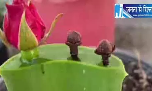 एलोवेरा जेल, लौंग और गुलाब की कली से घर पर उगाएं नए पौधे, माली ने बताया आसान तरीका एलोवेरा जेल, लौंग और गुलाब की कली से घर पर उगाएं नए पौधे, माली ने बताया आसान तरीका