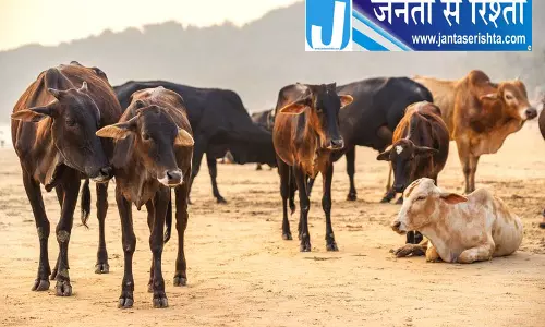 आवारा मवेशियों पर हरियाणा सरकार का प्लान, बनेगा ‘गौ वन’ आवारा मवेशियों पर हरियाणा सरकार का प्लान, बनेगा ‘गौ वन’