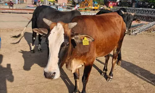 नाहन में आवारा मवेशियों पर अभियान जारी, 7 गौशाला भेजे