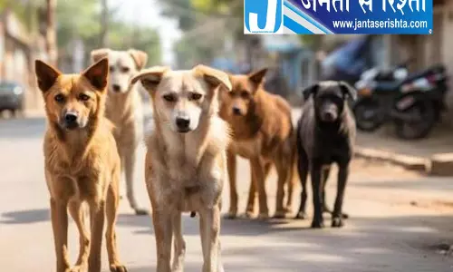 पालमपुर एमसी ने आवारा कुत्तों को आश्रय स्थल पहुंचाया पालमपुर एमसी ने आवारा कुत्तों को आश्रय स्थल पहुंचाया