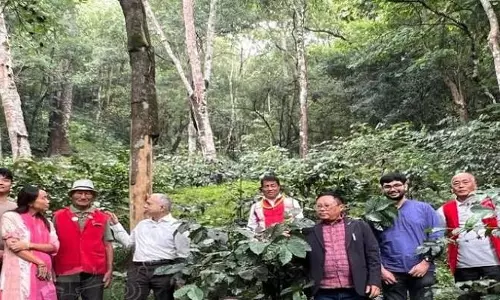 कॉफी उत्पादन में आधुनिकता: नागालैंड में नई तकनीक लागू करने की अपील कॉफी उत्पादन में आधुनिकता: नागालैंड में नई तकनीक लागू करने की अपील