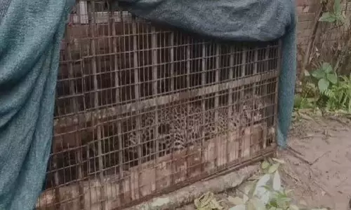 मार्गेरिटा में कई दिनों की चिंता के बाद मादा तेंदुआ फंसी मार्गेरिटा में कई दिनों की चिंता के बाद मादा तेंदुआ फंसी