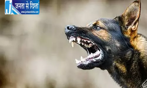 ग्वालियर में आवारा कुत्ते का पांच साल के बच्चे पर हमला, गाल पर गहरा घाव; सर्जरी की तैयारी