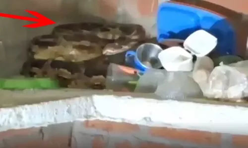 रसोई में 12 फीट का अजगर! स्लैब पर बैठा दिखा तो महिला की चीख निकल गई रसोई में 12 फीट का अजगर! स्लैब पर बैठा दिखा तो महिला की चीख निकल गई
