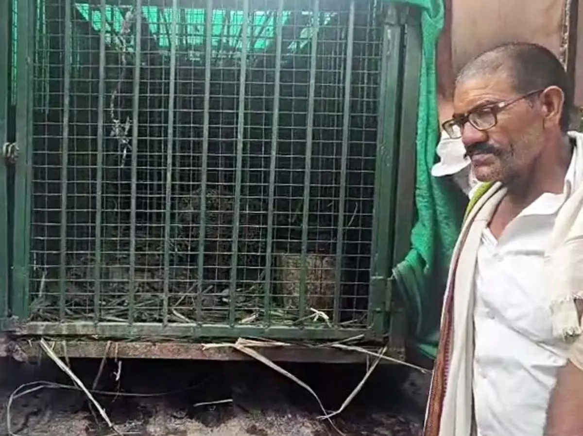 तेंदुए ने किसान पर किया हमला तेंदुए ने किसान पर किया हमला