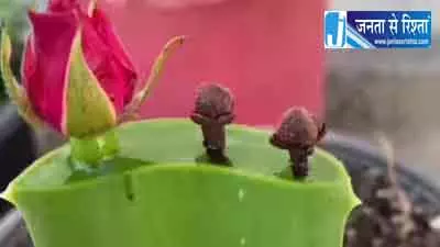 एलोवेरा जेल, लौंग और गुलाब की कली से घर पर उगाएं नए पौधे, माली ने बताया आसान तरीका एलोवेरा जेल, लौंग और गुलाब की कली से घर पर उगाएं नए पौधे, माली ने बताया आसान तरीका