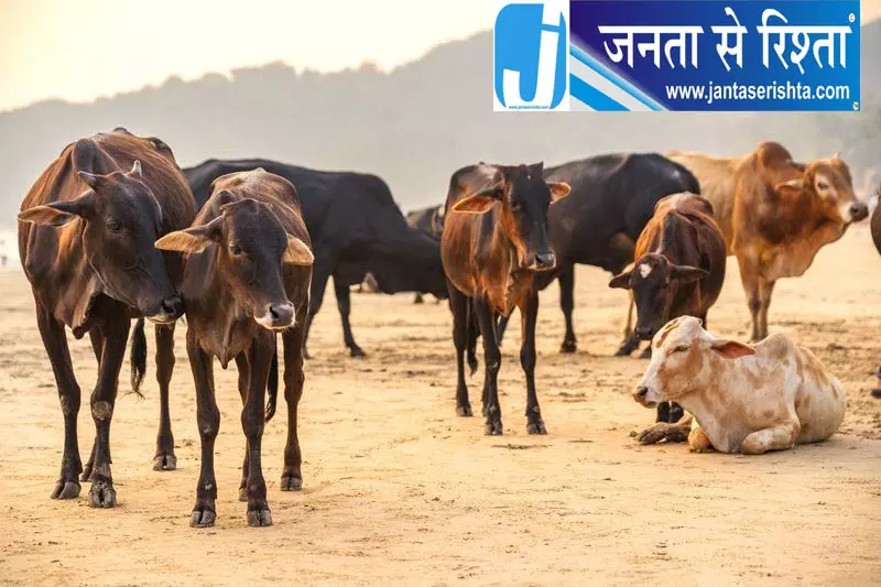 आवारा मवेशियों पर हरियाणा सरकार का प्लान, बनेगा ‘गौ वन’ आवारा मवेशियों पर हरियाणा सरकार का प्लान, बनेगा ‘गौ वन’