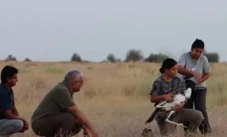 ग्रेट इंडियन बस्टर्ड के संरक्षण में बड़ी सफलता ग्रेट इंडियन बस्टर्ड के संरक्षण में बड़ी सफलता