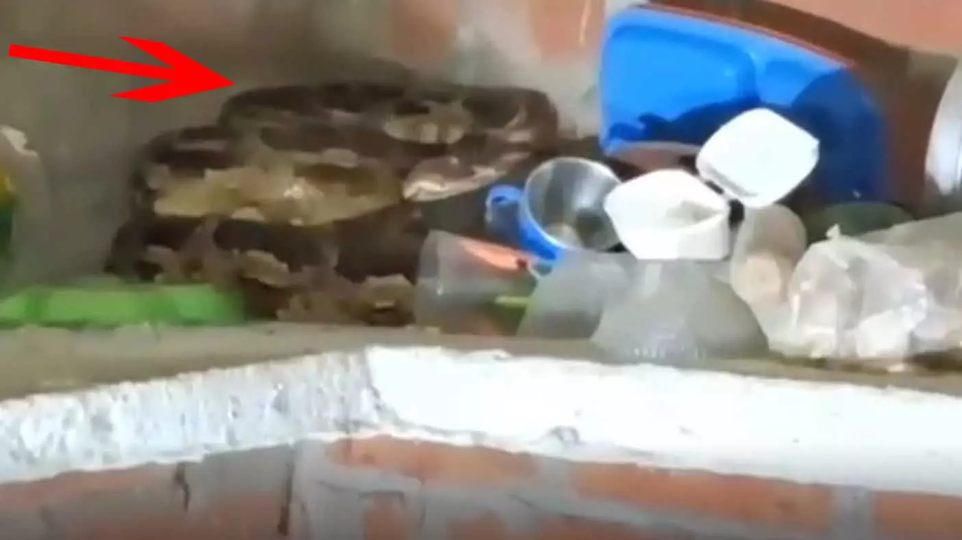 रसोई में 12 फीट का अजगर! स्लैब पर बैठा दिखा तो महिला की चीख निकल गई रसोई में 12 फीट का अजगर! स्लैब पर बैठा दिखा तो महिला की चीख निकल गई