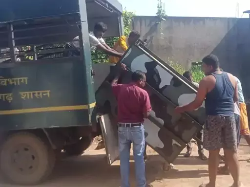 रायगढ़ में जंगली सुअरों का आतंक, फसलों को नुकसान रायगढ़ में जंगली सुअरों का आतंक, फसलों को नुकसान