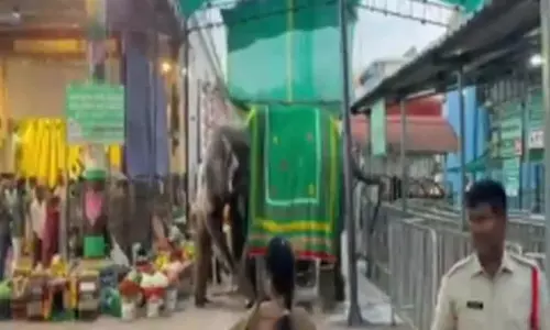 हाथी श्रीनिधि के हमले में केयरटेकर घायल हाथी श्रीनिधि के हमले में केयरटेकर घायल