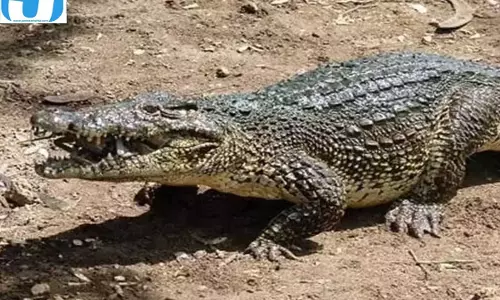 महानदी में मगरमच्छ से भिड़ा युवक, करीब एक घंटे संघर्ष कर बचाई जान