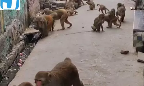 हांसी में बंदर पकड़ने का बड़ा अभियान, चार एजेंसियों ने किया आवेदन