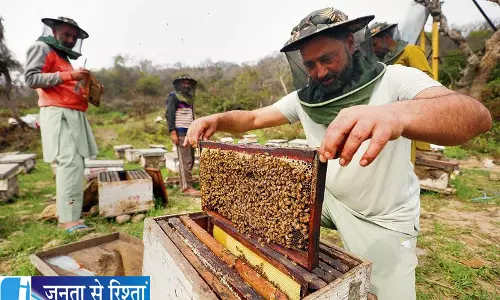 पंजाब में शहद उत्पादन 40% तक घटने का खतरा पंजाब में शहद उत्पादन 40% तक घटने का खतरा