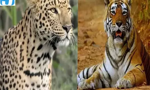बाघ से ज्यादा वैरायटी का खाना खाता है तेंदुआ, रिसर्च में खुला राज