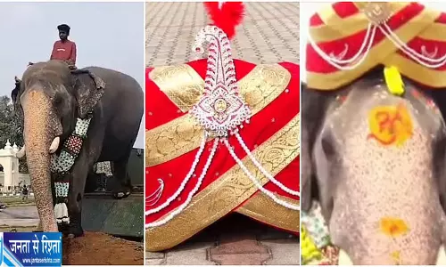 मैसूर दशहरा की तैयारियां तेज, वरिष्ठ हाथी अभिमन्यु की पैलेस में वापसी से बढ़ा उत्साह मैसूर दशहरा की तैयारियां तेज, वरिष्ठ हाथी अभिमन्यु की पैलेस में वापसी से बढ़ा उत्साह