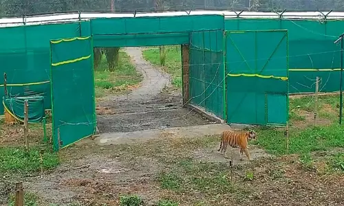 बक्सा में T138 की जंगल में एंट्री टाइगर रिलोकेशन प्रोजेक्ट को मिली बड़ी कामयाबी बक्सा में T138 की जंगल में एंट्री टाइगर रिलोकेशन प्रोजेक्ट को मिली बड़ी कामयाबी