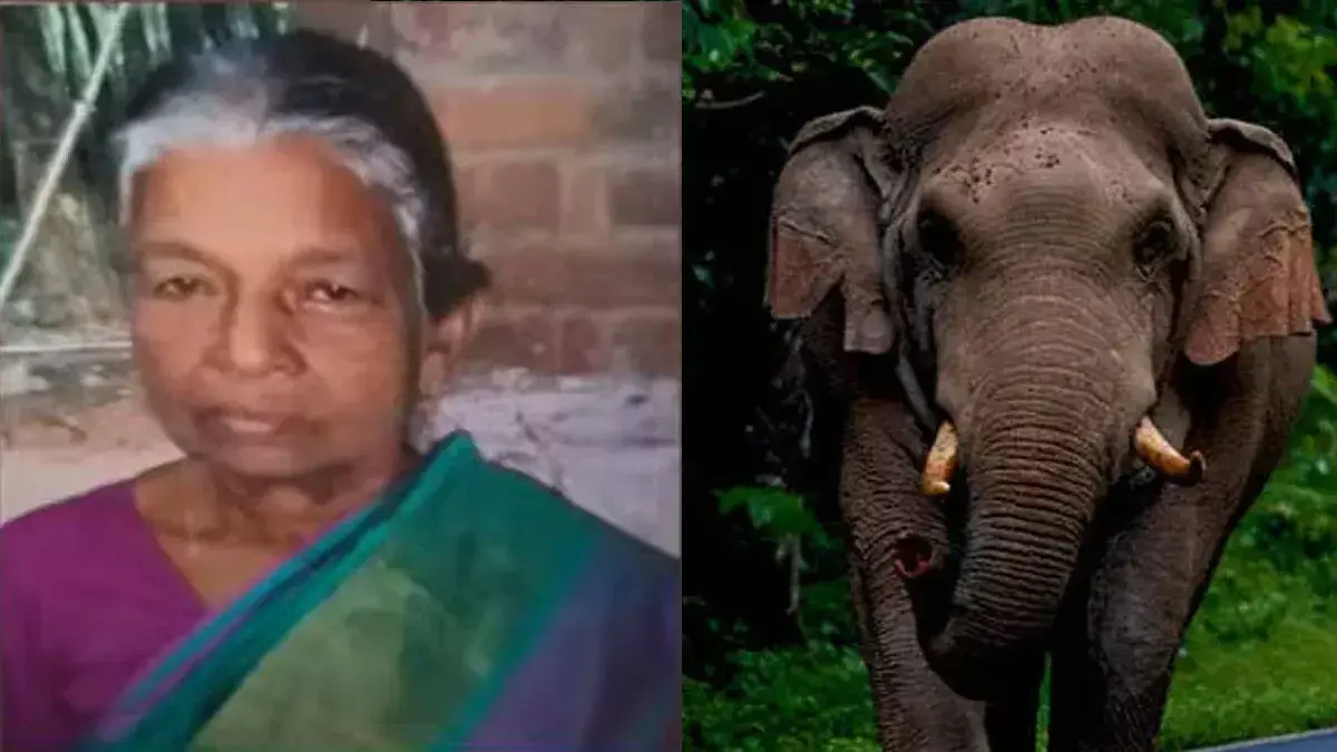 जंगली हाथी के हमले में मनरेगा मजदूर की दर्दनाक मौत जंगली हाथी के हमले में मनरेगा मजदूर की दर्दनाक मौत