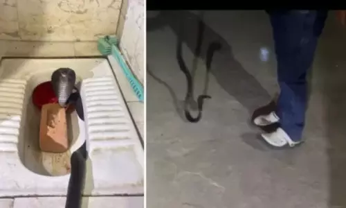 टॉयलेट में बैठा था 5 फीट लंबा कोबरा, देखते ही परिवार के उड़े होश; सुरक्षित रेस्क्यू
