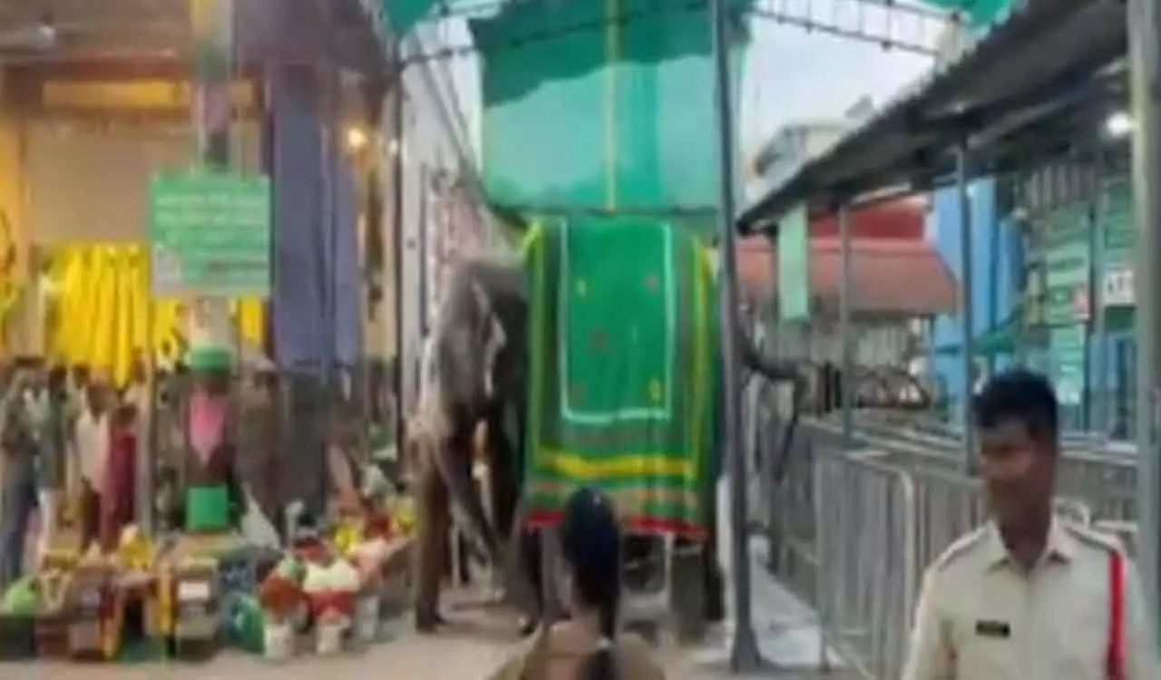 हाथी श्रीनिधि के हमले में केयरटेकर घायल हाथी श्रीनिधि के हमले में केयरटेकर घायल
