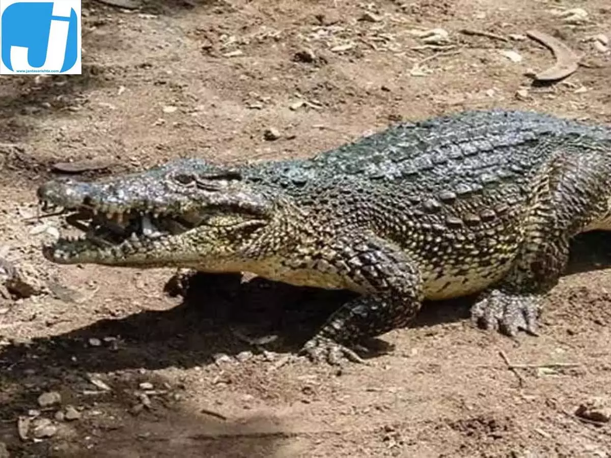 महानदी में मगरमच्छ से भिड़ा युवक, करीब एक घंटे संघर्ष कर बचाई जान महानदी में मगरमच्छ से भिड़ा युवक, करीब एक घंटे संघर्ष कर बचाई जान