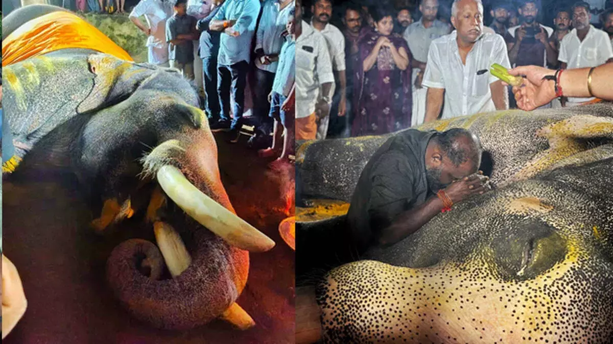 त्रिशूर पूरम के प्रिय हाथी पल्लट्ट ब्रह्मादथन की मौत त्रिशूर पूरम के प्रिय हाथी पल्लट्ट ब्रह्मादथन की मौत